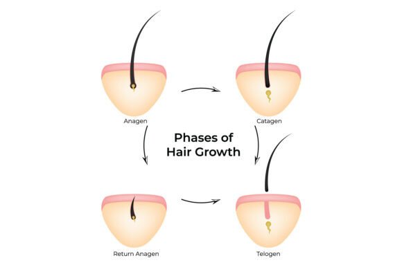 Phases of Hair Growth Infographic